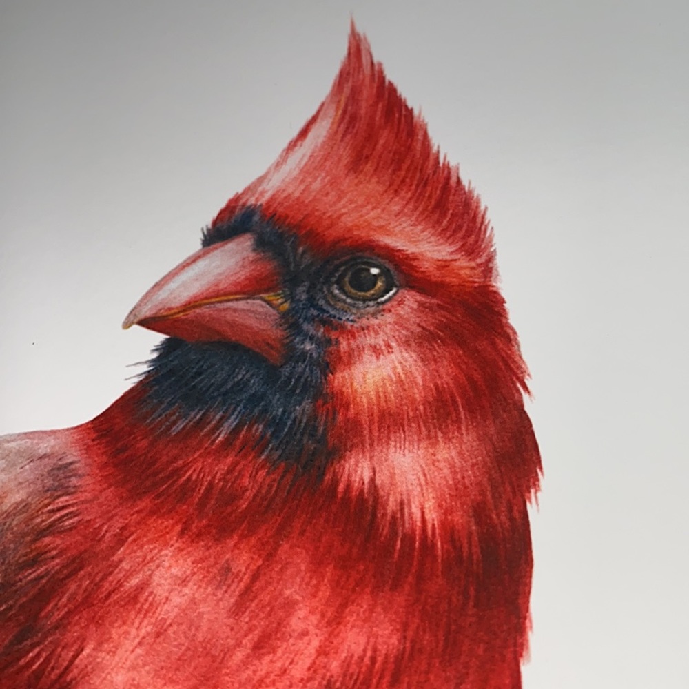 Watercolor Red Cardinal Wall Art Illustration Print Poster Unframed - Picture 8 of 14